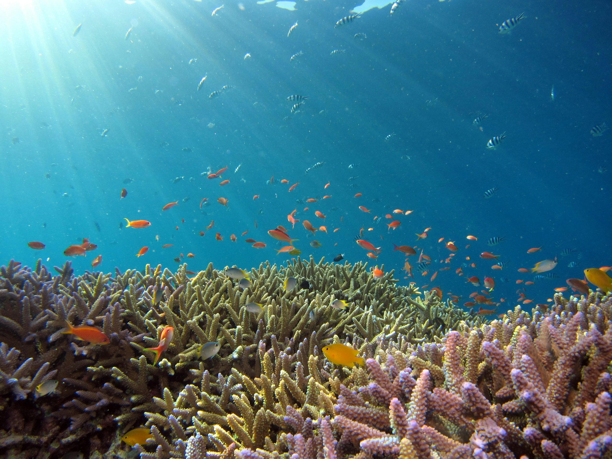 Scuba diving at Maldives