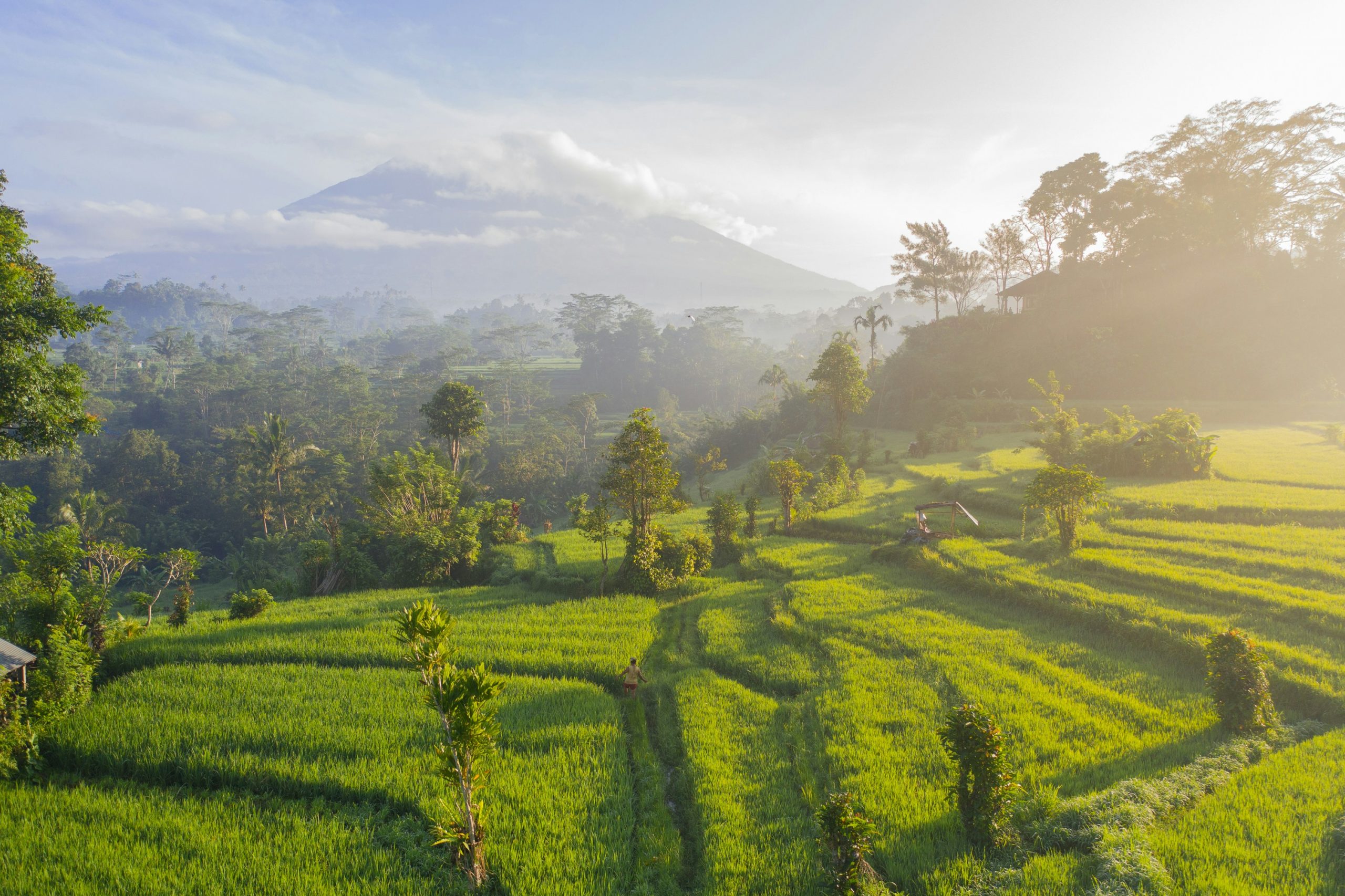 Rice terrace of Bali
