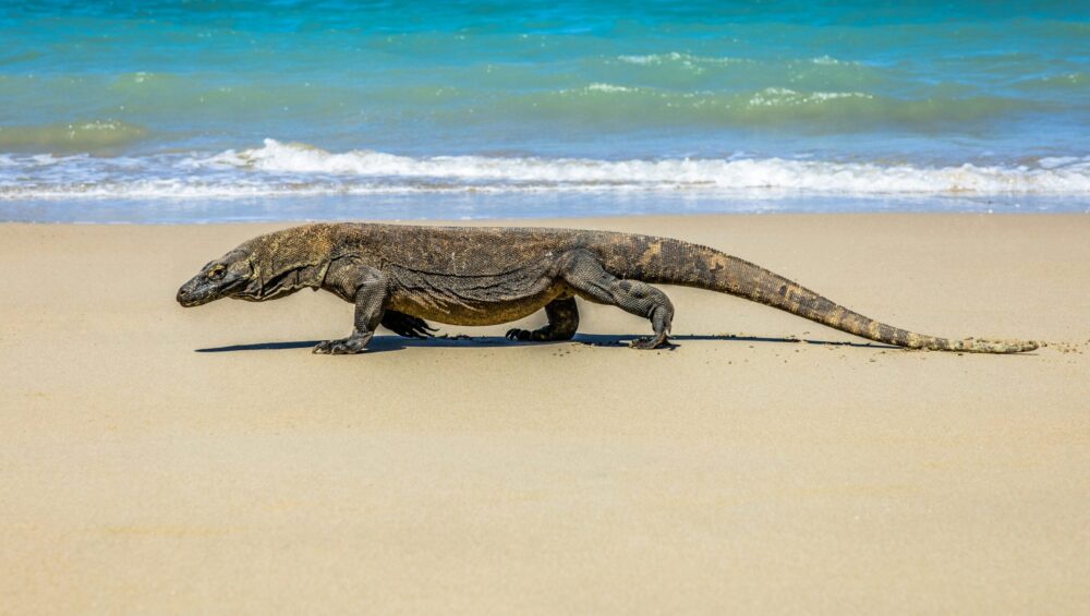 Komodo Island_amazing islands near Bali