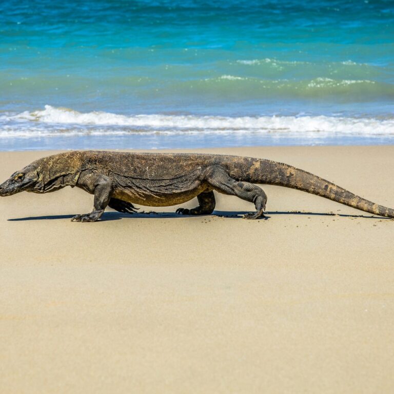 Komodo Island_amazing islands near Bali