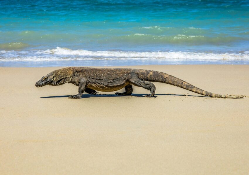Komodo Island_amazing islands near Bali