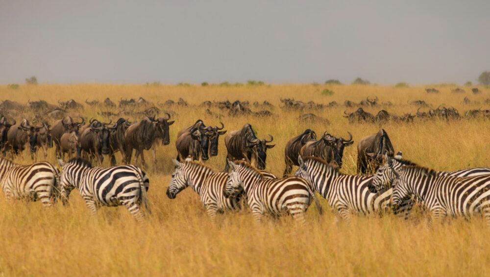 Great migration experience in Africa