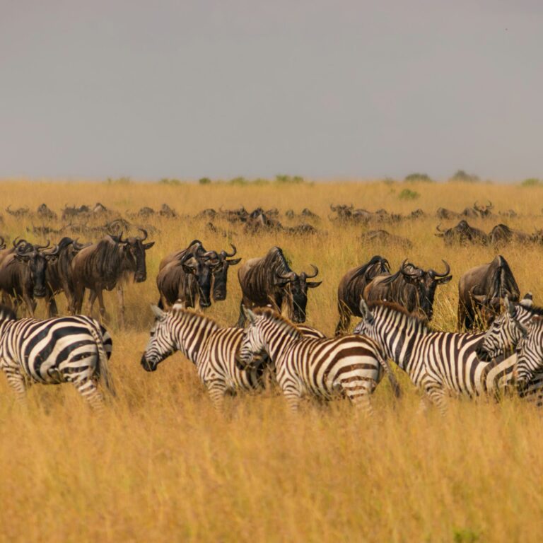 Great migration experience in Africa