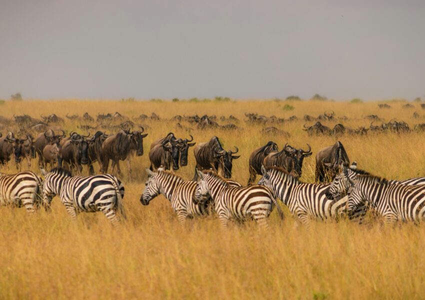 Great migration experience in Africa