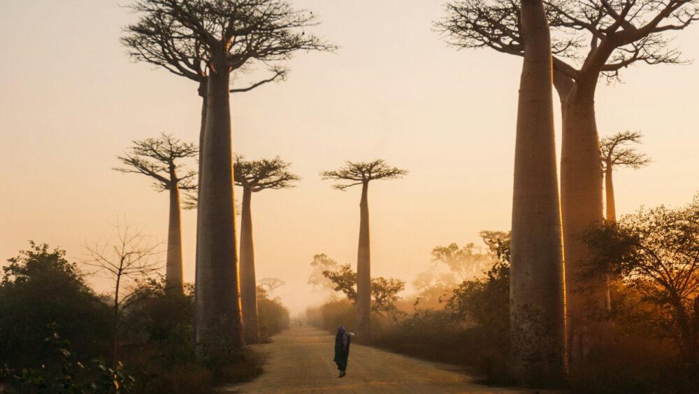 Beautiful alley of baobabs Madagascar