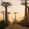 Beautiful alley of baobabs Madagascar