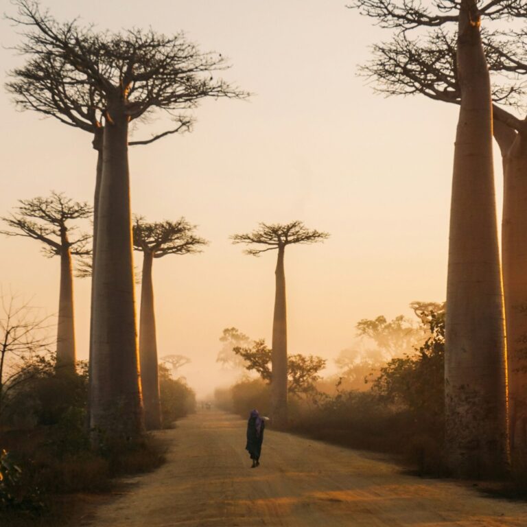 Beautiful alley of baobabs Madagascar