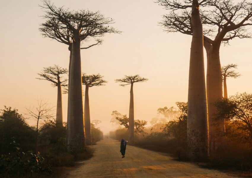 Beautiful alley of baobabs Madagascar